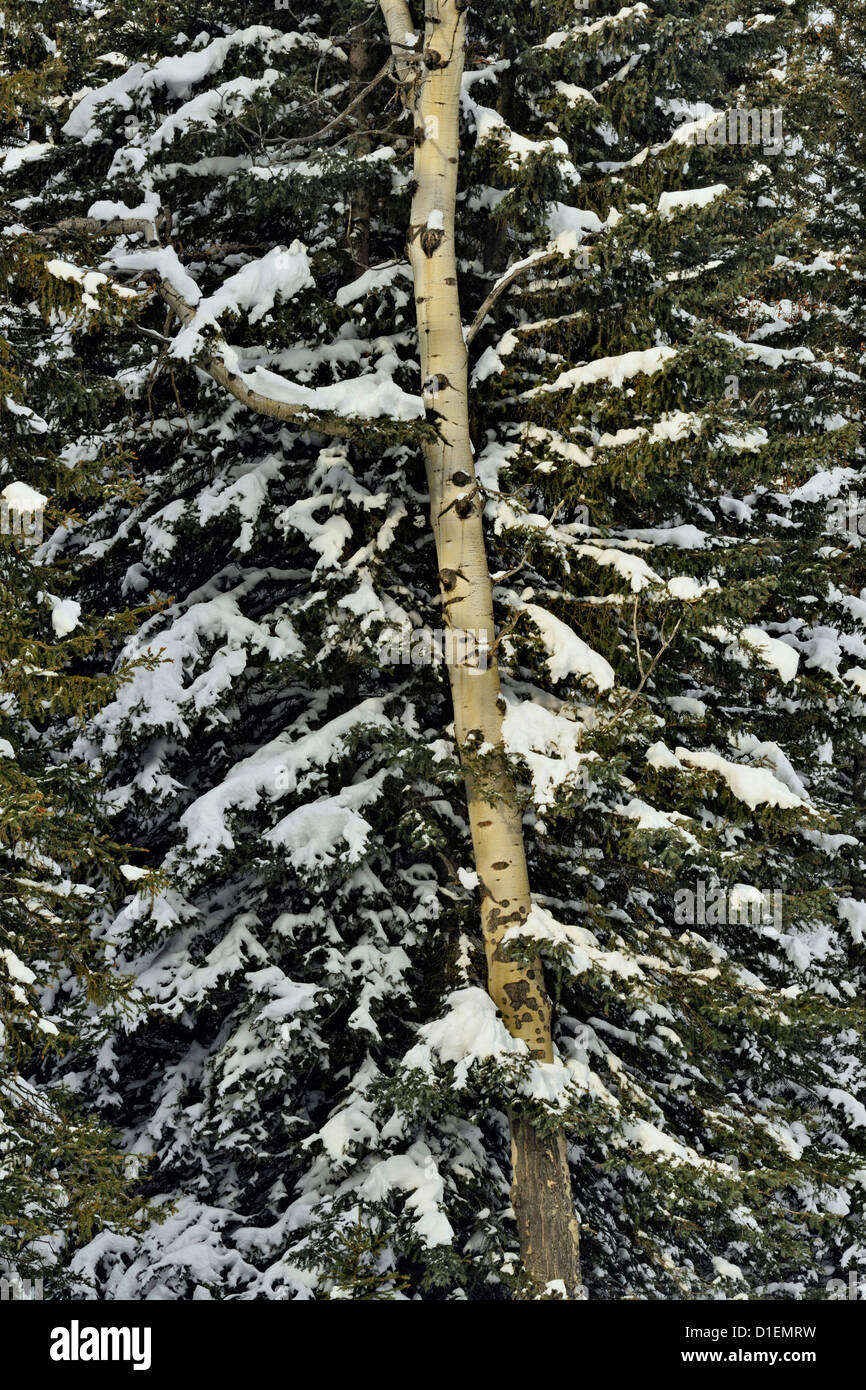 Neve fresca in un lodgepole pine forest lungo il Bow Valley Parkway, il Parco Nazionale di Banff, Alberta, Canada Foto Stock