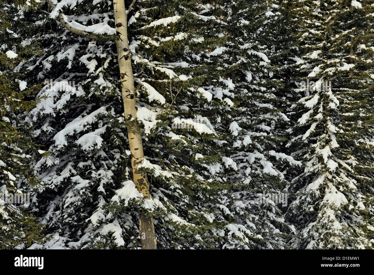 Neve fresca in un lodgepole pine forest lungo il Bow Valley Parkway, il Parco Nazionale di Banff, Alberta, Canada Foto Stock