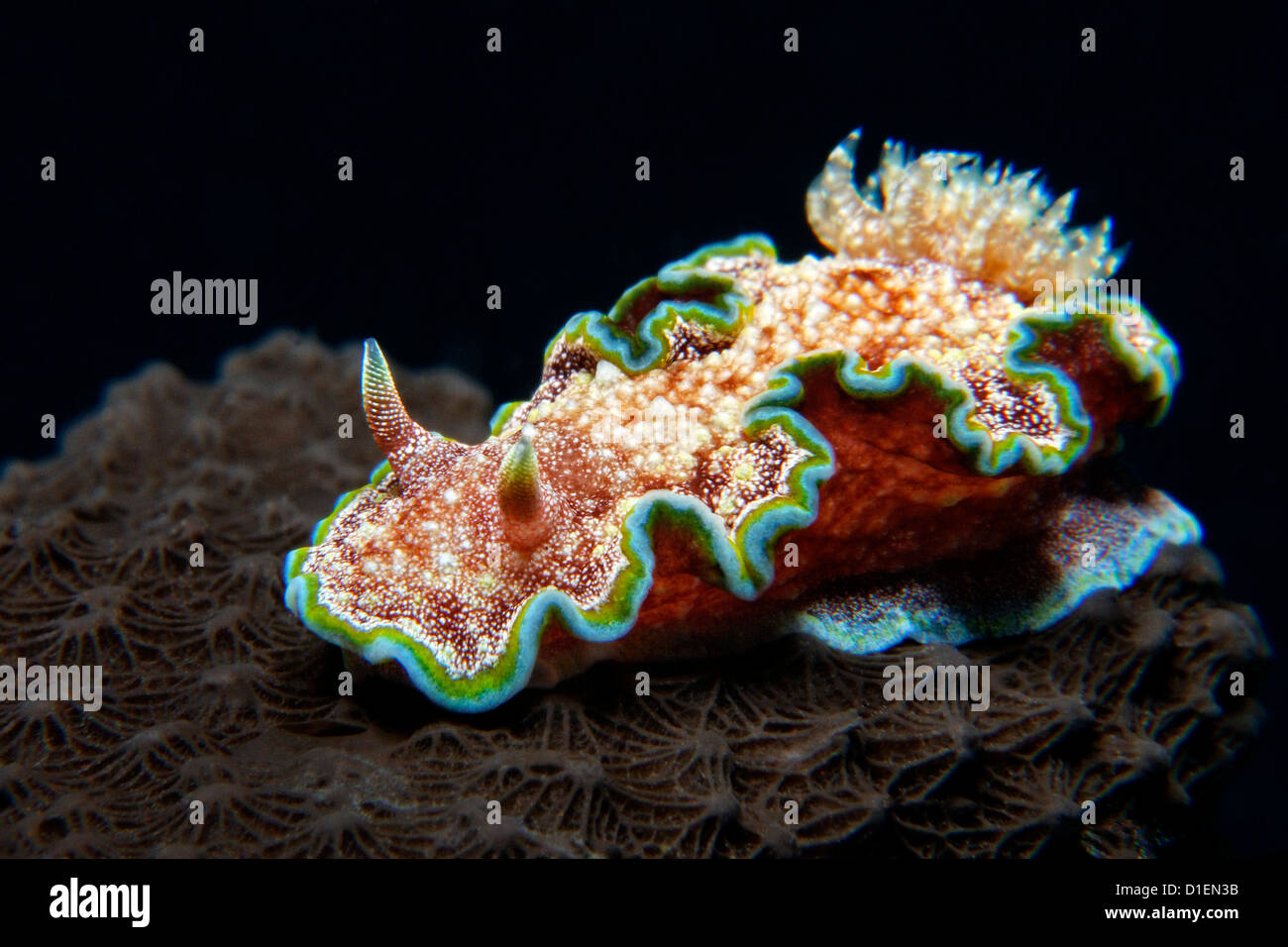 Sea slug Glossodoris cincta, Vitu isole, Bismark Mare, Papua Nuova Guinea, ripresa subacquea Foto Stock