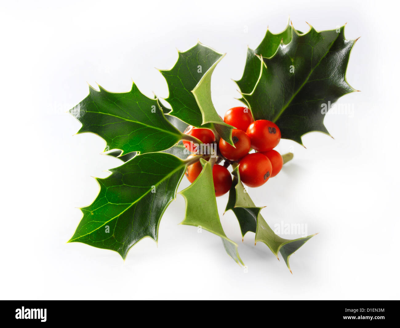 Natale Holly foglie e bacche Foto Stock