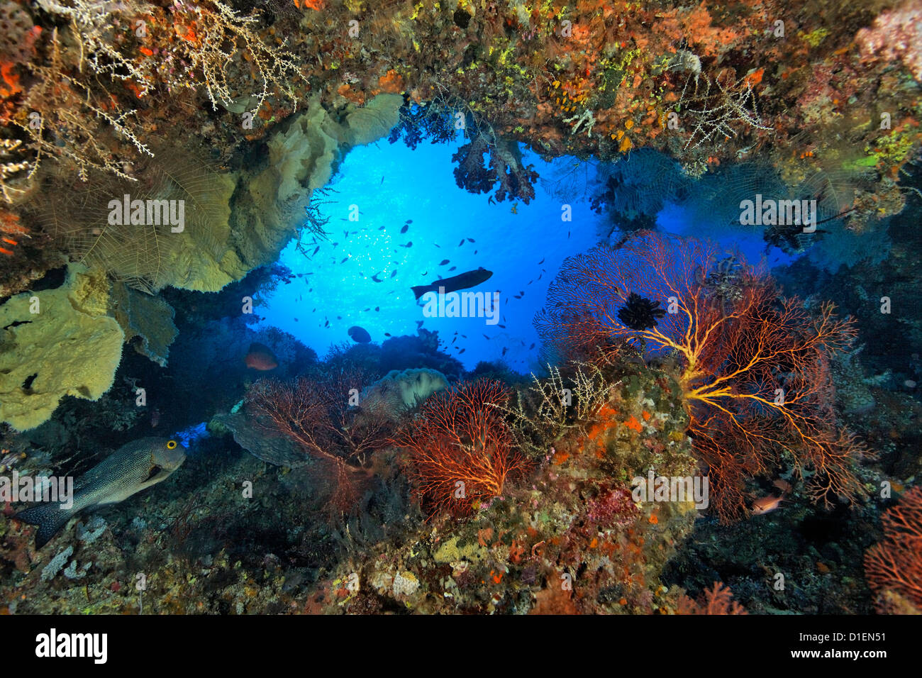 Grotta con i coralli e pesci, vicino a Padre barriere coralline, Bismark Mare, Papua Nuova Guinea, ripresa subacquea Foto Stock