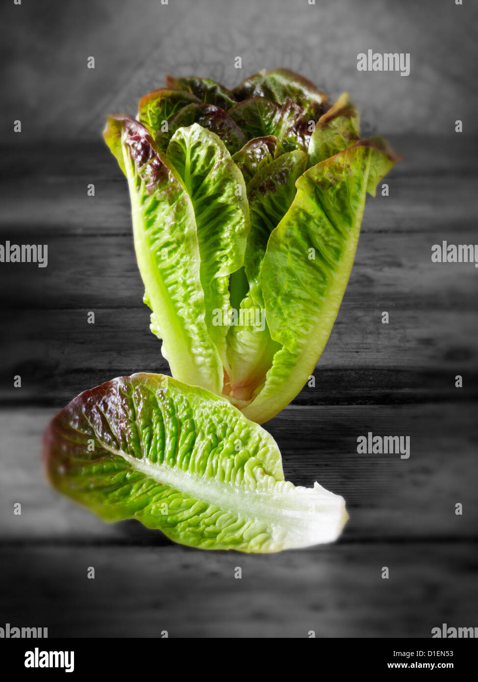 Red lasciarono le lattughe romane foto, foto e immagini Foto Stock
