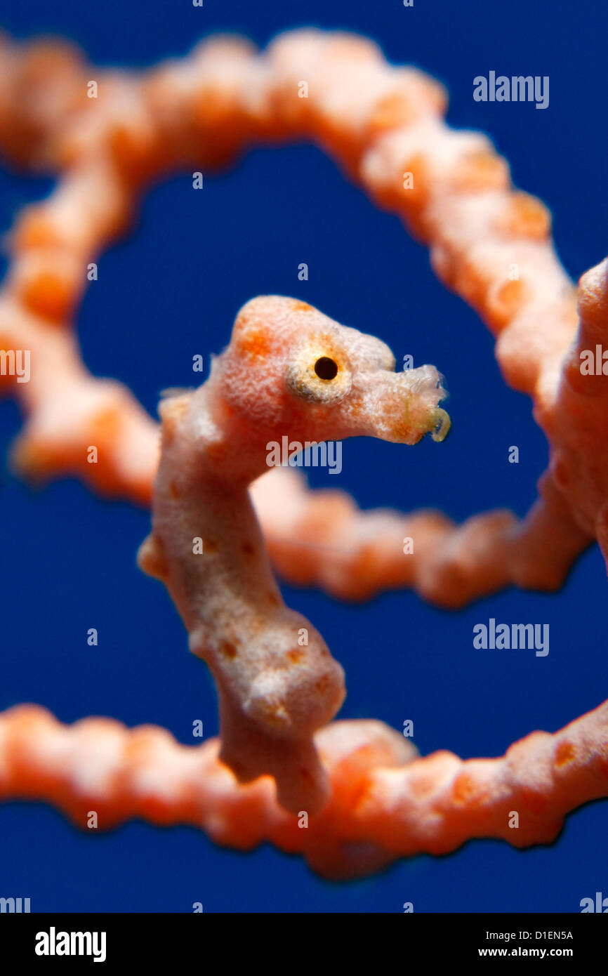 Di Denise cavalluccio marino pigmeo (Hippocampus denise) in un corallo, Papua Nuova Guinea, Bismark mare oceano Pacifico, ripresa subacquea Foto Stock