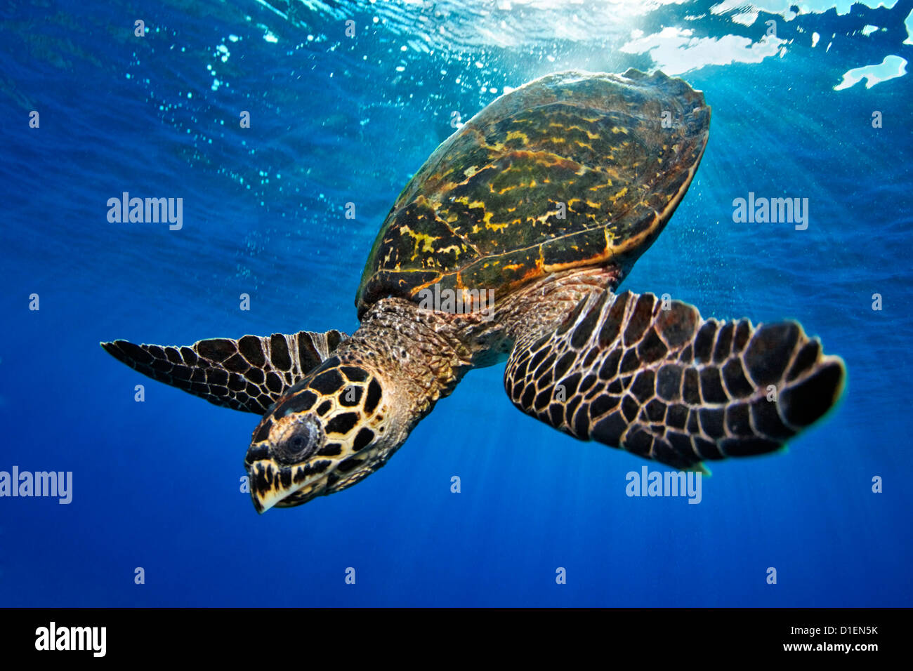 Hawksbill tartaruga di mare (Eretmochelys imbricata), vicino a Padre barriere coralline, Bismark Mare, Papua Nuova Guineaunderwater shot Foto Stock