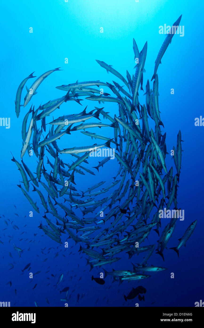 Scuola di barracuda della Guinea (Sphyraena afra), vicino a Padre barriere coralline, Bismark Mare, Papua Nuova Guineaunderwater shot Foto Stock