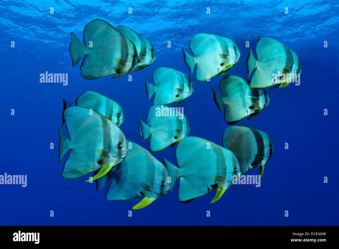 Longfin (Batfish Platax teira), Bismark Mare, Papua Nuova Guinea, ripresa subacquea Foto Stock