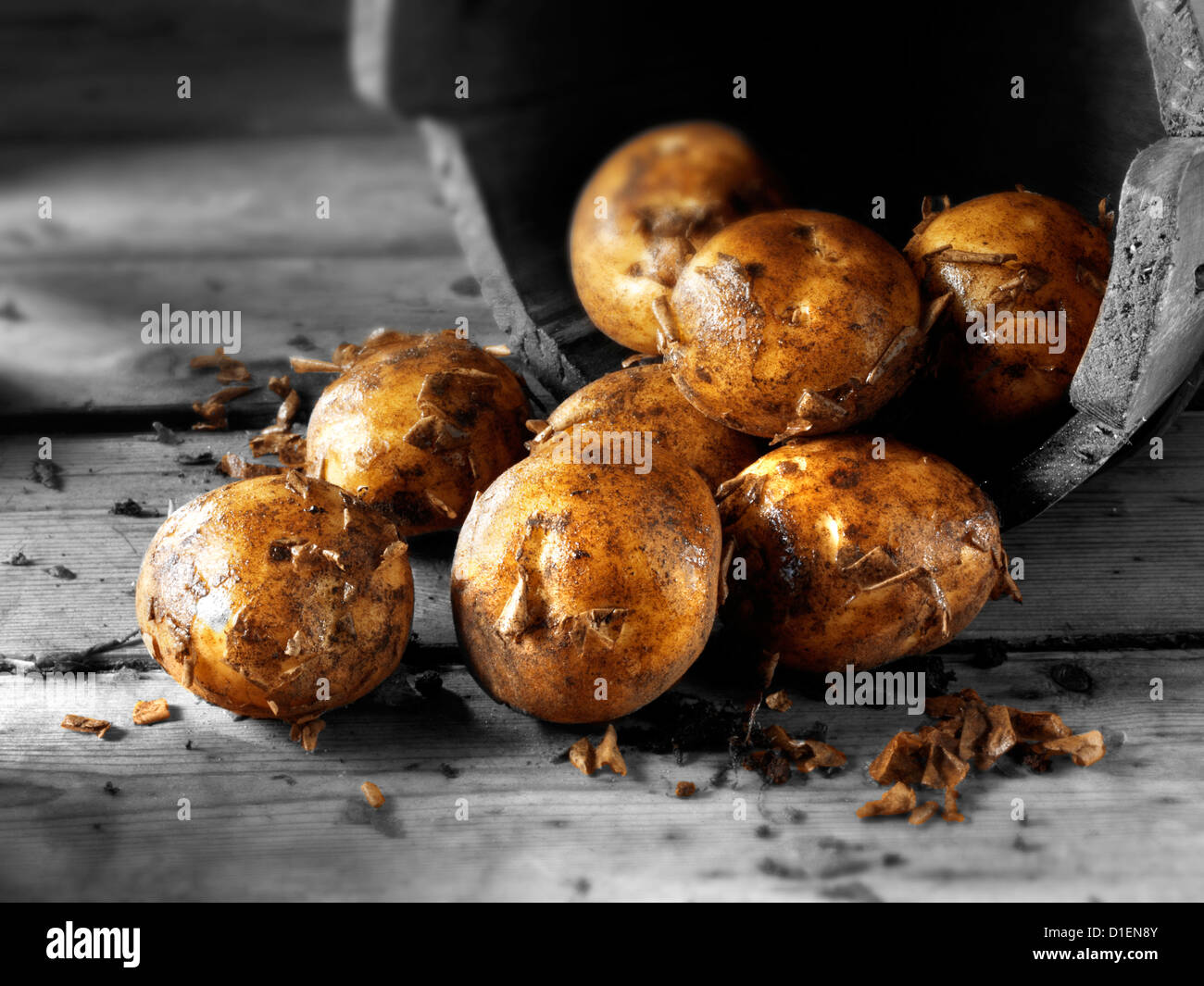 Scavato freschi Patate di primizia Foto Stock