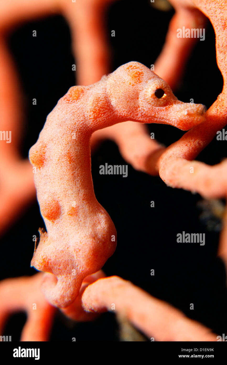 Di Denise cavalluccio marino pigmeo (Hippocampus denise) in corallo vicino Lissenung Island Kavieng Nuova Irlanda Papua Nuova Guinea Oceano Pacifico Foto Stock
