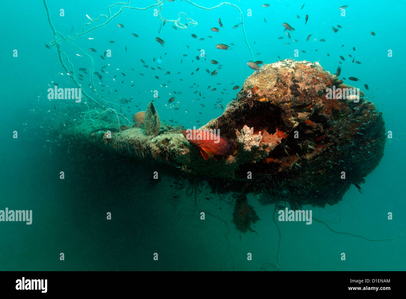 Graysby raggruppatore (Cephalopholis cruentata) in corrispondenza di un piano relitto, Kavieng, Nuova Irlanda, Papua Nuova Guinea, ripresa subacquea Foto Stock