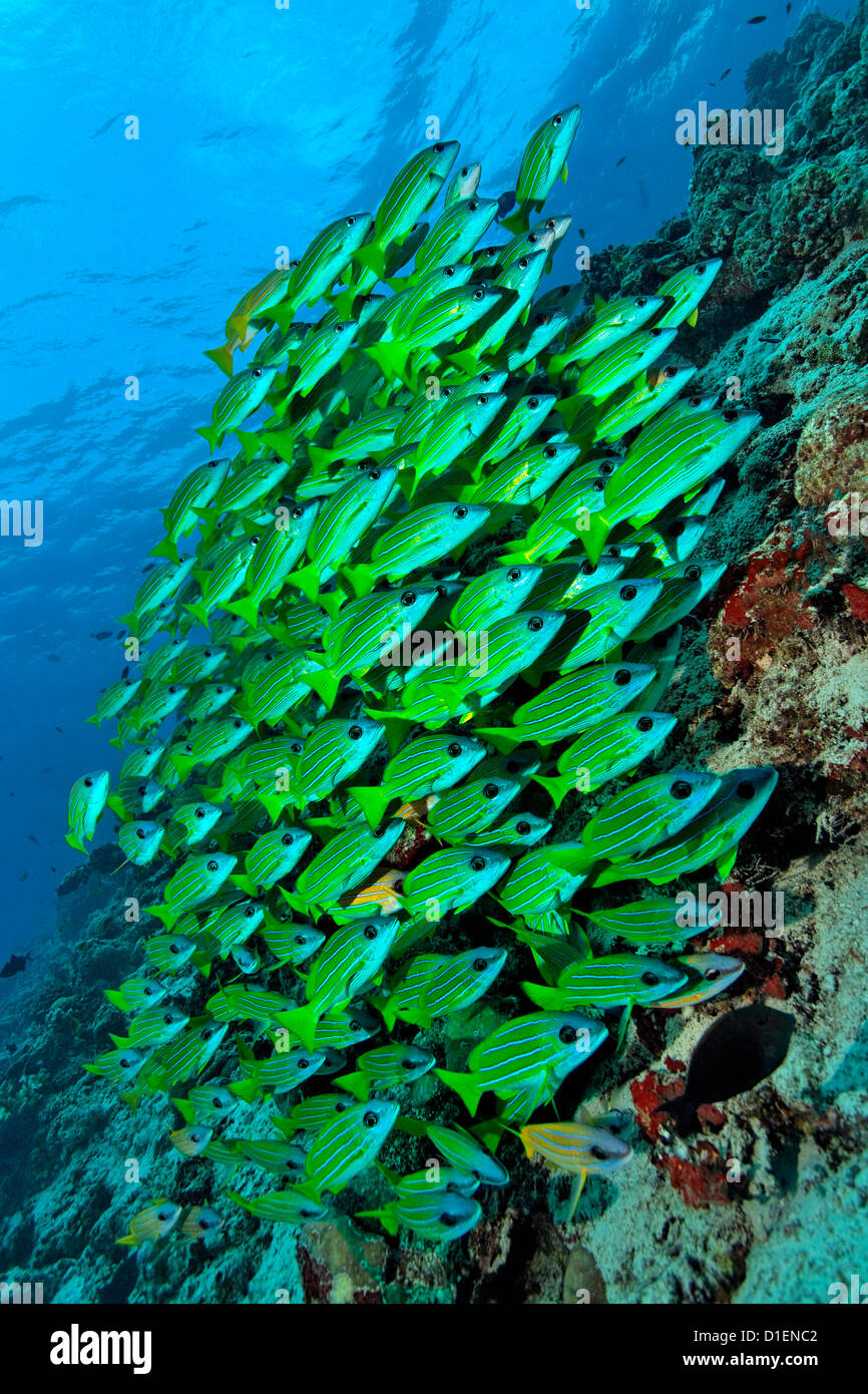 Scuola di comune Bluestripe snapper (Lutjanus kasmira) oltre la barriera corallina di Baa Atoll, Maldive, ripresa subacquea Foto Stock