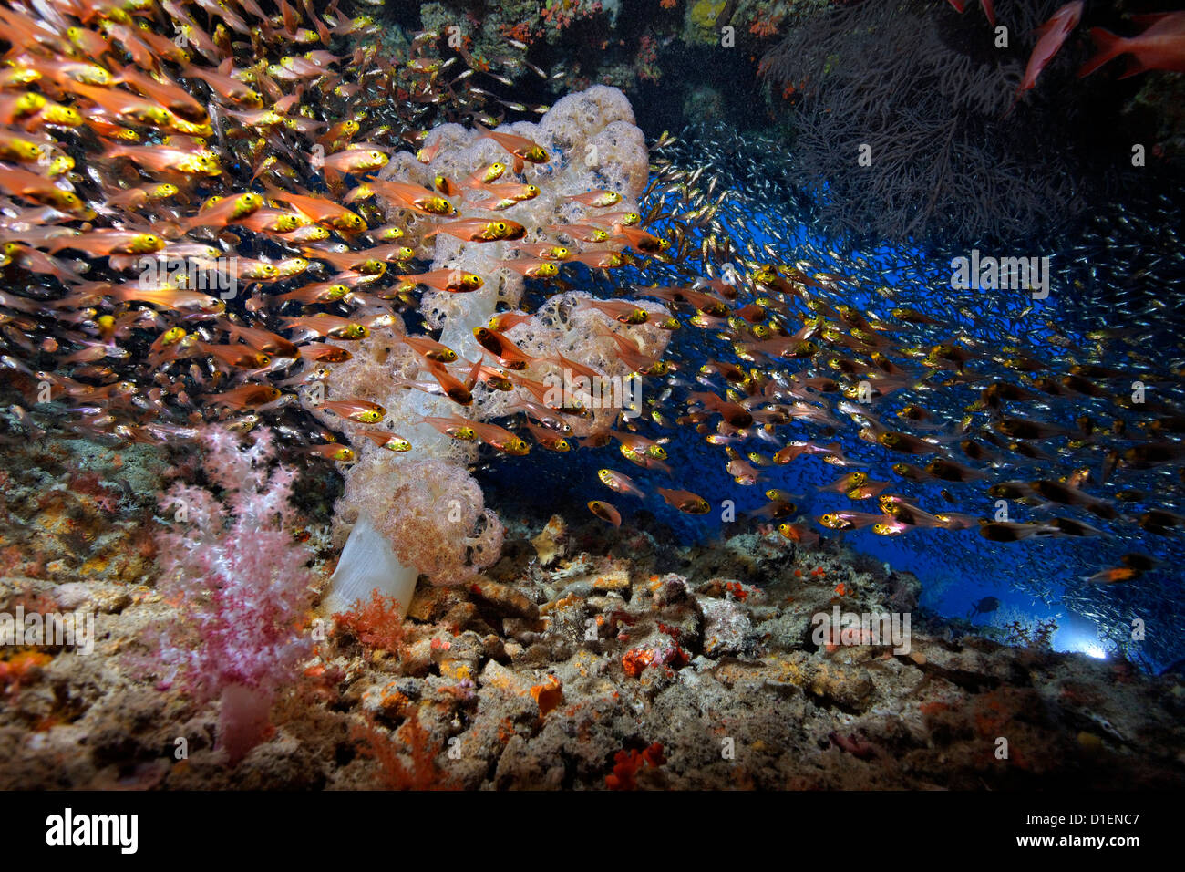 Scuola di scopa pigmeo (Parapriacanthus ransonneti) al corallo morbido e grotta, Baa Atoll, Maldive, ripresa subacquea Foto Stock