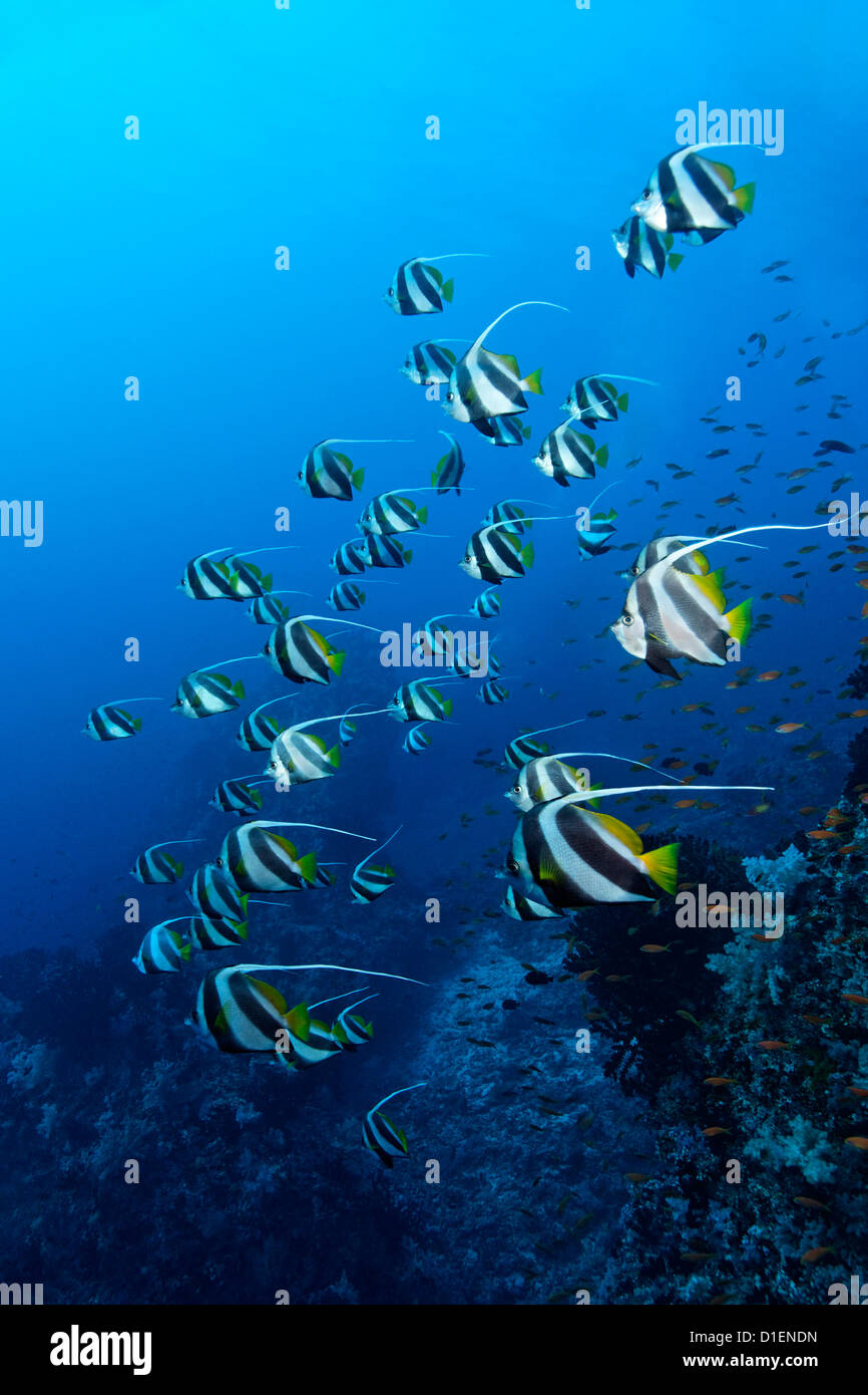 Falso moresco scuola di Sidel (Heniochus diphreutes) al Coralli a North Male Atoll, Maldive, ripresa subacquea Foto Stock