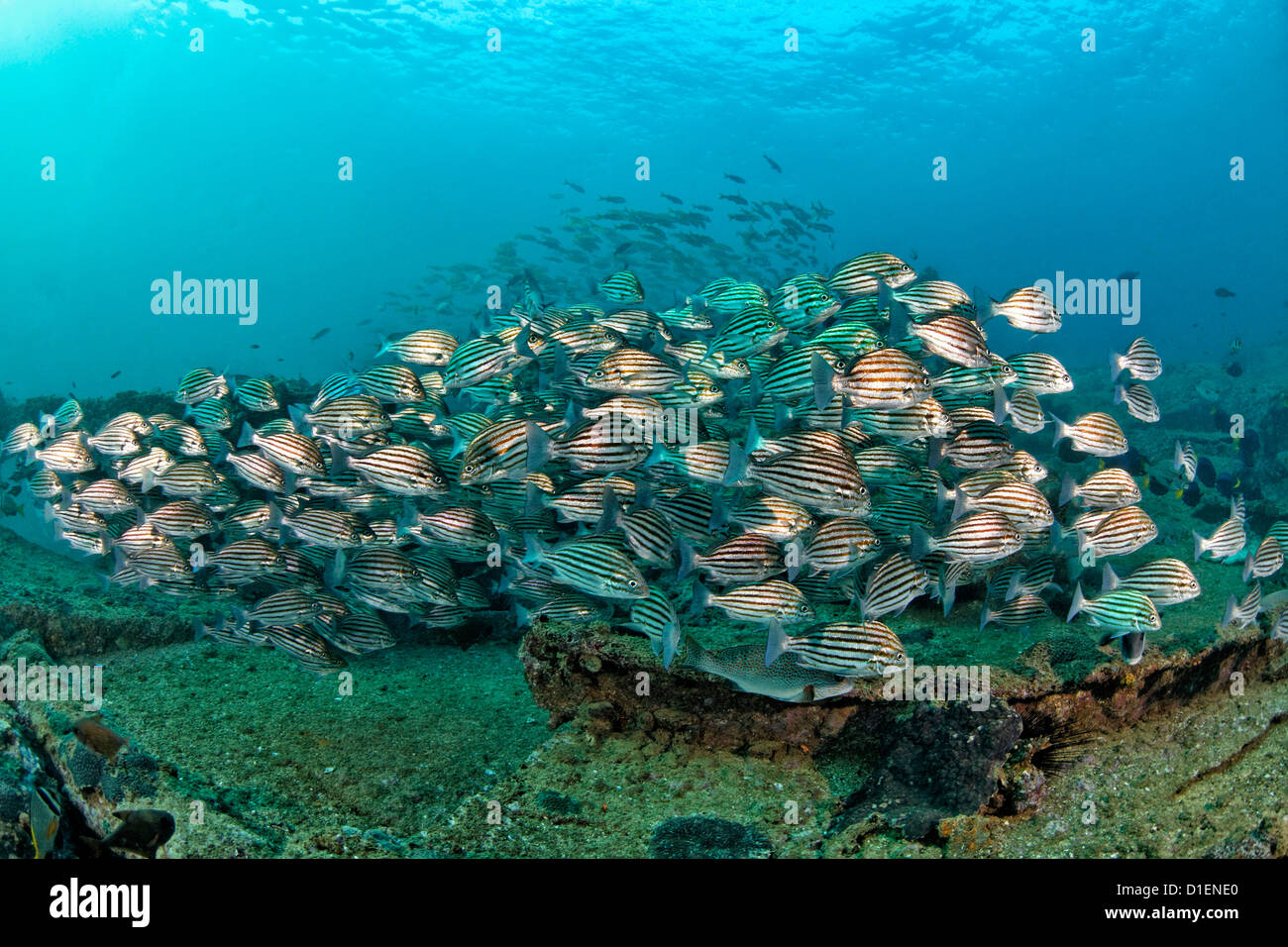 Scuola di pesce sulla parte superiore di un relitto nei pressi di Mirbat, Oman, Oceano Indiano, ripresa subacquea Foto Stock