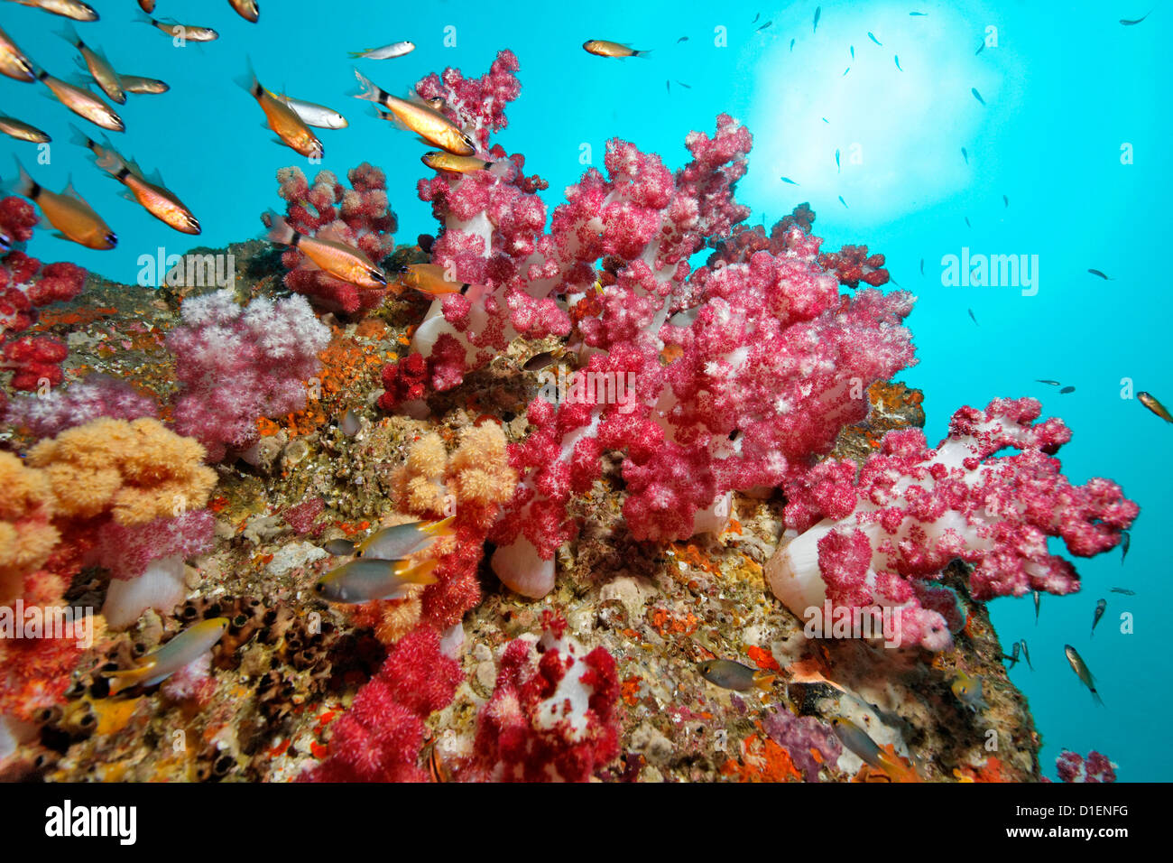 Scuola di fiore (cardinalfish Apogon fleurieu) su coralli molli, Mirbat, Oman, Oceano Indiano, ripresa subacquea Foto Stock