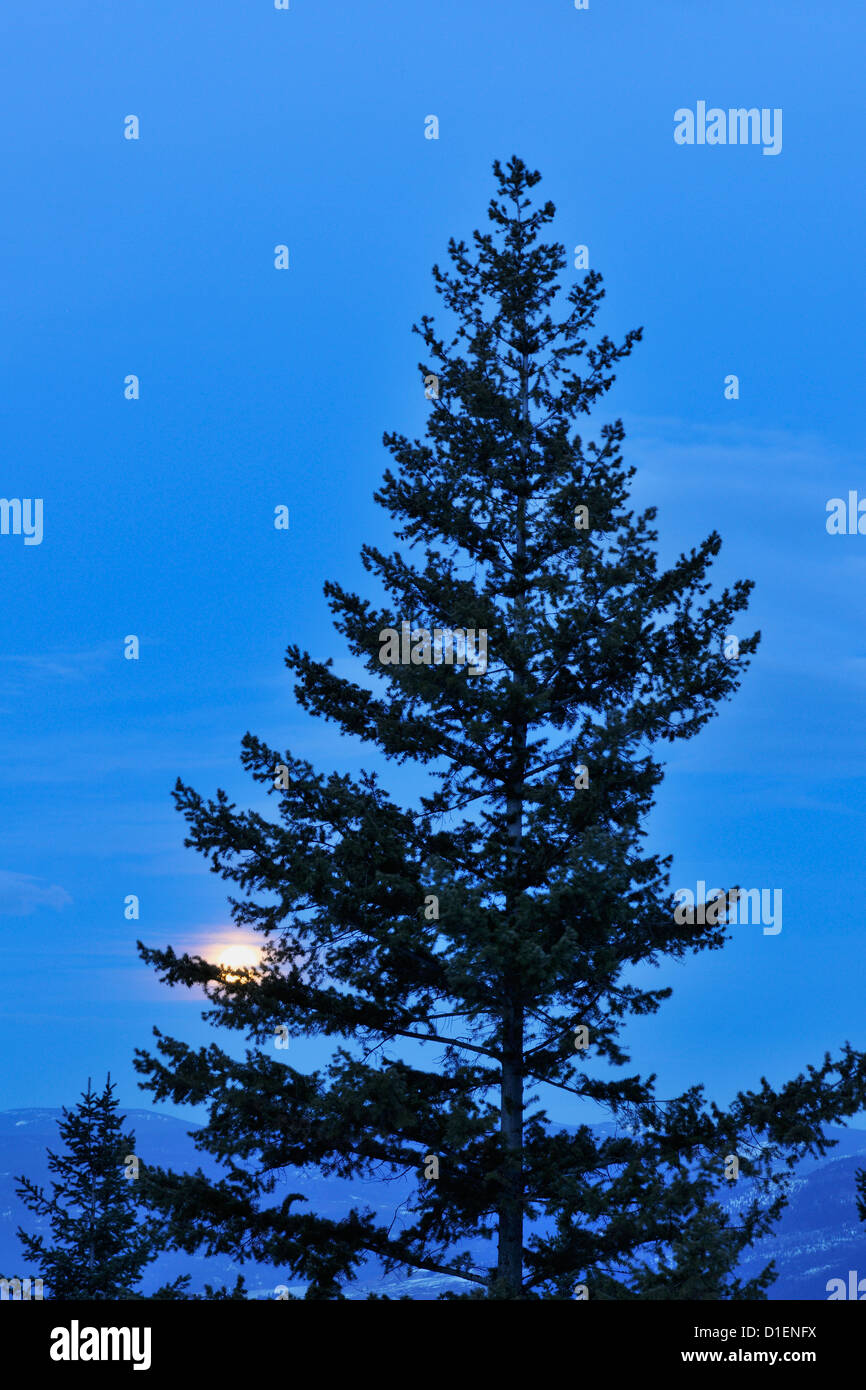 Pino e impostazione luna, Vernon, British Columbia BC, Canada Foto Stock