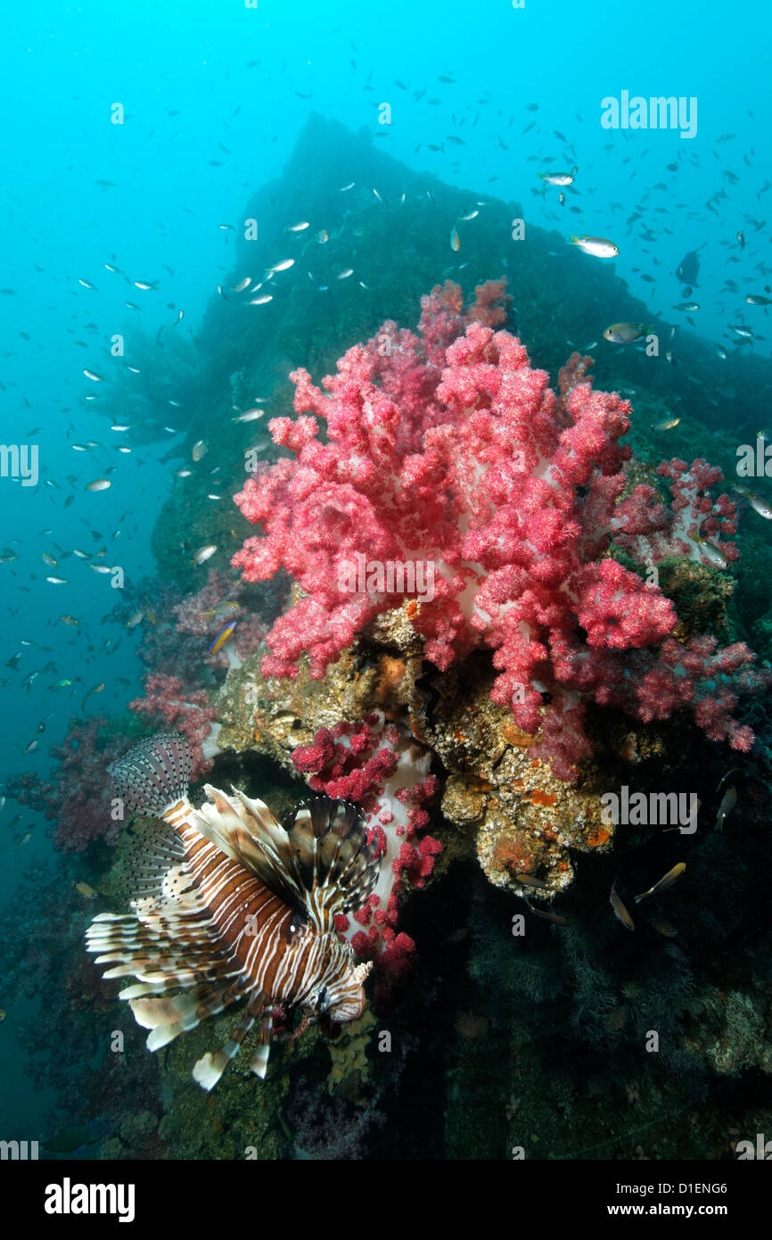 I coralli e pesci leone su un relitto dalla II guerra mondiale, Oceano Indiano, Oman Foto Stock