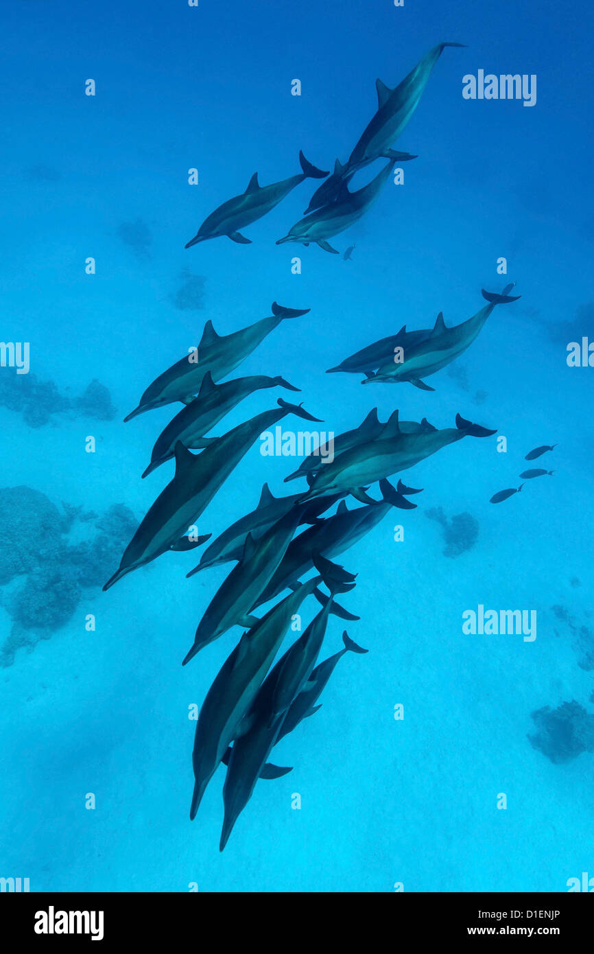 Gruppo di Spinner (delfini Stenella longirostris), Ras, Marsa Alam, Egitto, Mar Rosso, ripresa subacquea Foto Stock