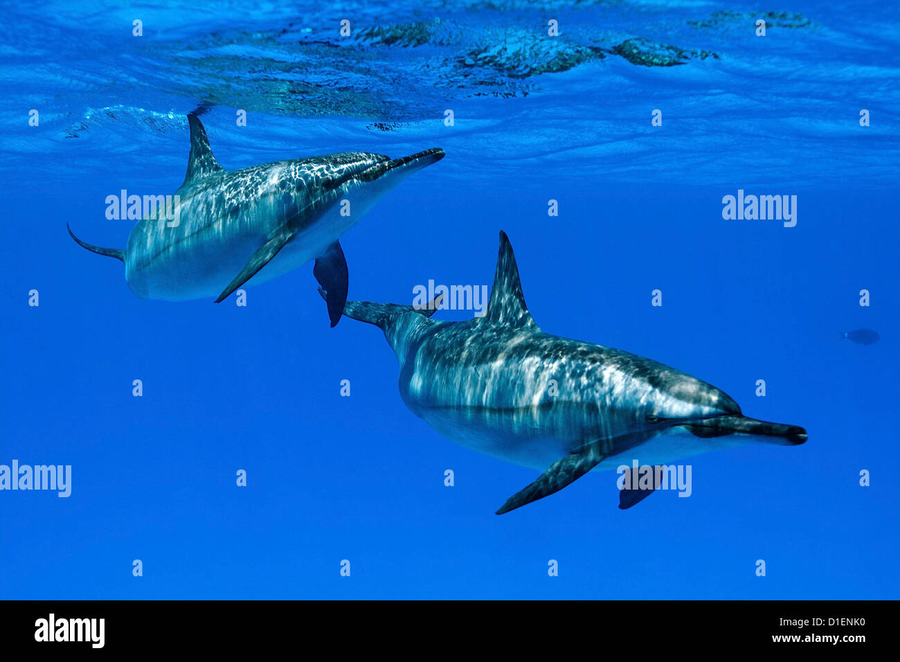 Due Spinner (delfini Stenella longirostris), Ras, Marsa Alam, Egitto, Mar Rosso, ripresa subacquea Foto Stock