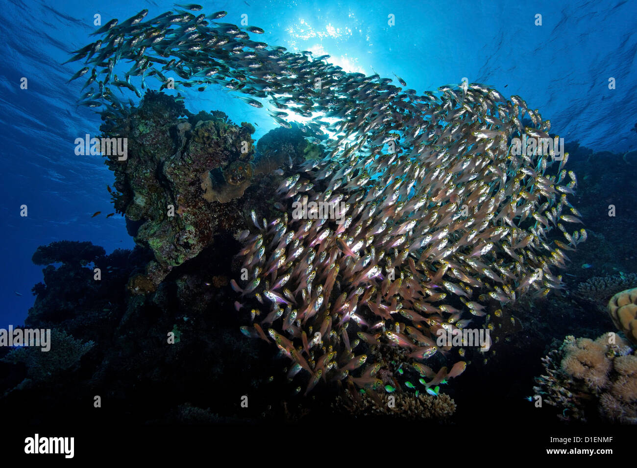Scuola di glasfish Parapriacanthus guentheri, Eilat, Israele, Mar Rosso, ripresa subacquea Foto Stock