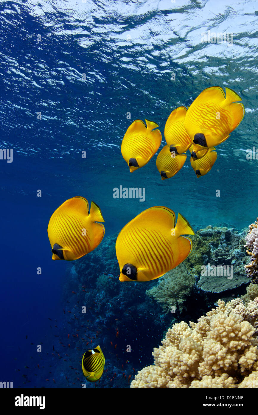 Scuola mascherata di pesci farfalla (Chaetodon semilarvatus), il fratello isole, Mar Rosso, Egitto, ripresa subacquea Foto Stock