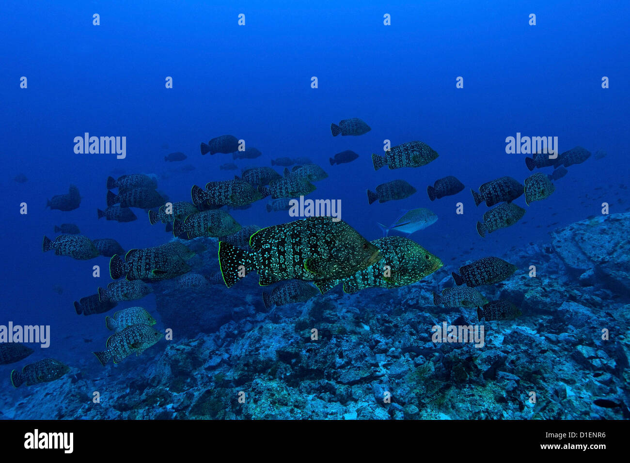 Scuola di Cuoio bass (Dermatolepis dermatolepis), l'isola di Malpelo, Columbia, Oceano Pacifico, ripresa subacquea Foto Stock