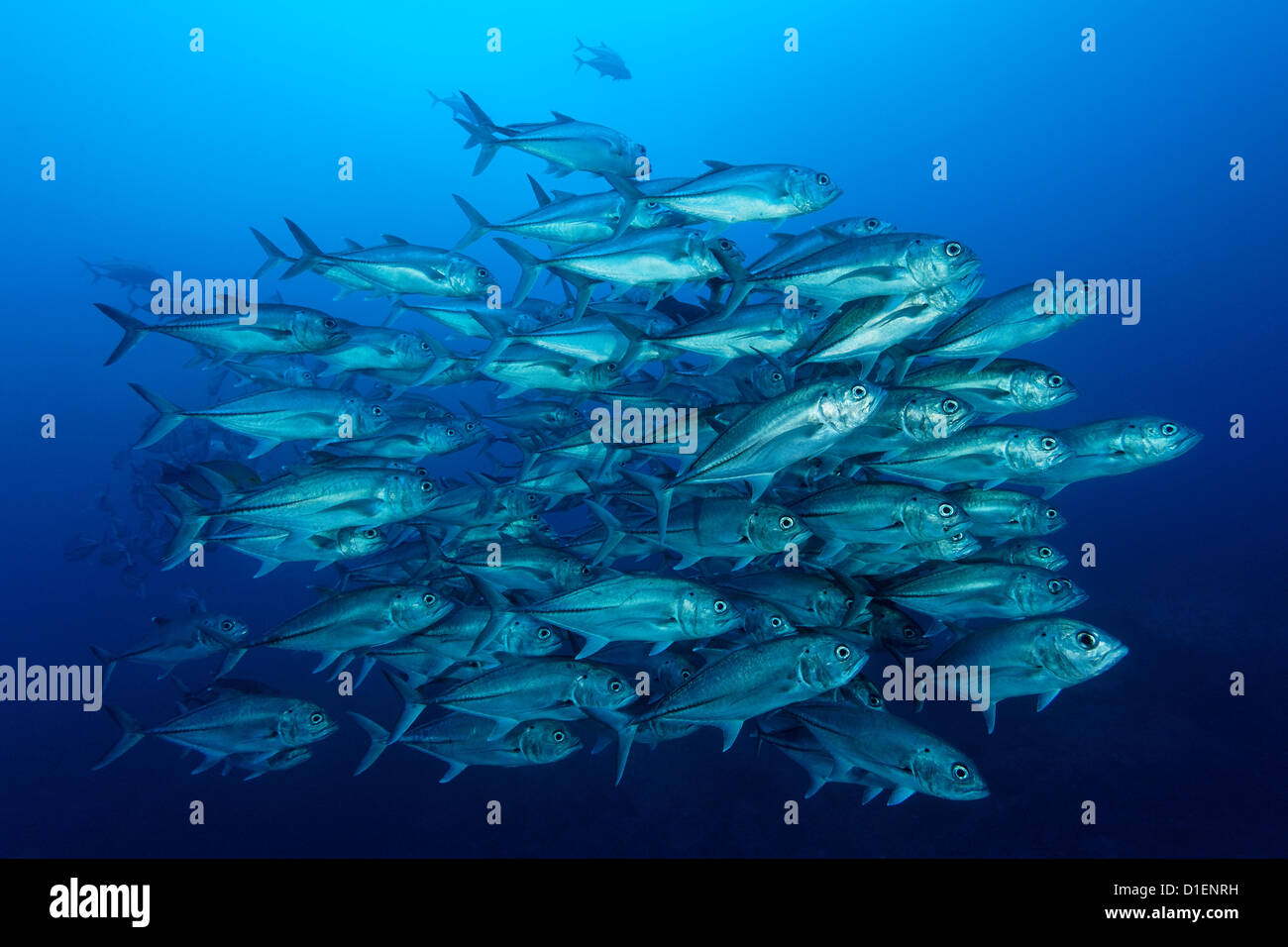 Scuola di pesce, l'isola di Malpelo, Columbia, Oceano Pacifico, ripresa subacquea Foto Stock