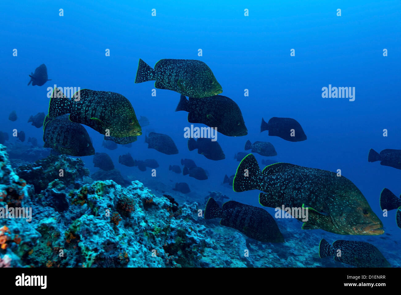 Scuola di Cuoio bass (Dermatolepis dermatolepis), l'isola di Malpelo, Columbia, Oceano Pacifico, ripresa subacquea Foto Stock