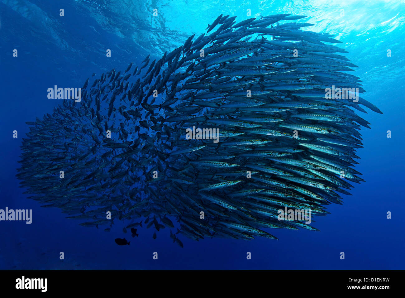 Scuola di Pelican barracuda (Sphyraena idiastes), l'isola di Malpelo, Columbia, Oceano Pacifico, ripresa subacquea Foto Stock