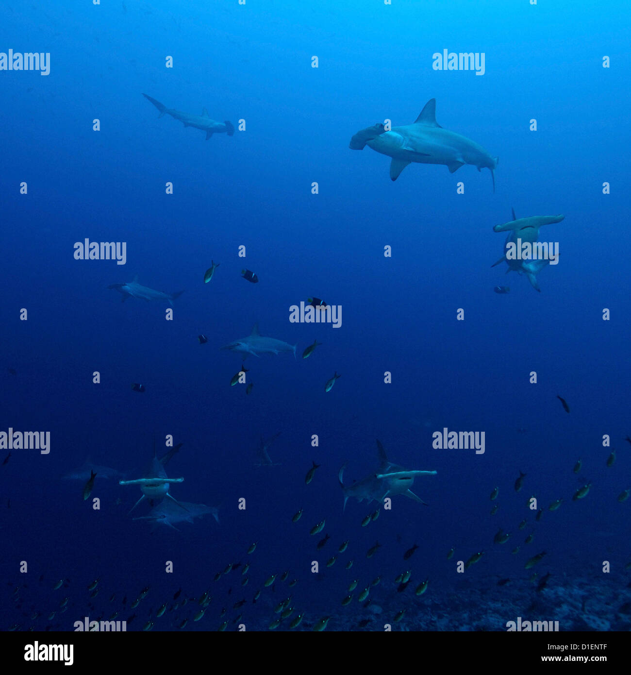 Festone squalo martello (Sphyrna lewini) passer angelfish (Holacanthus passer) l'isola di Malpelo Columbia Oceano Pacifico Foto Stock