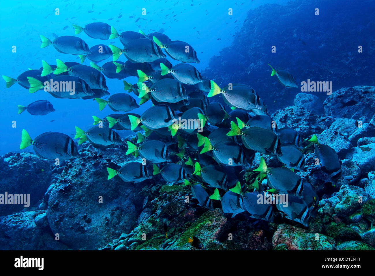 Scuola di rasoio (Surgeonfish Prionurus laticlavius) sopra la scogliera rocciosa, l'isola di Malpelo, Columbia, Oceano Pacifico, ripresa subacquea Foto Stock