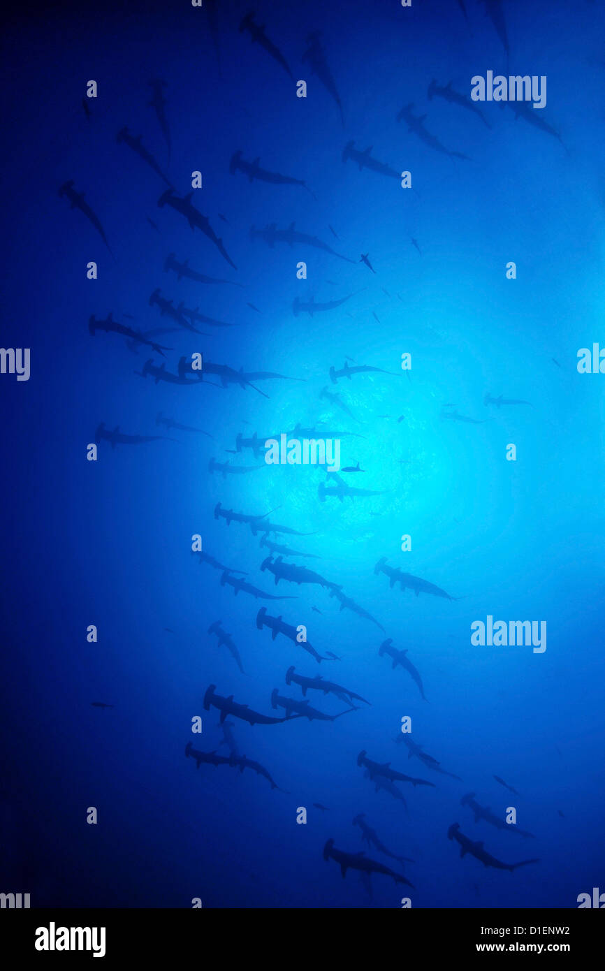 Scuola di festone squali martello (Sphyrna lewini), l'isola di Malpelo, Columbia, Oceano Pacifico, ripresa subacquea Foto Stock
