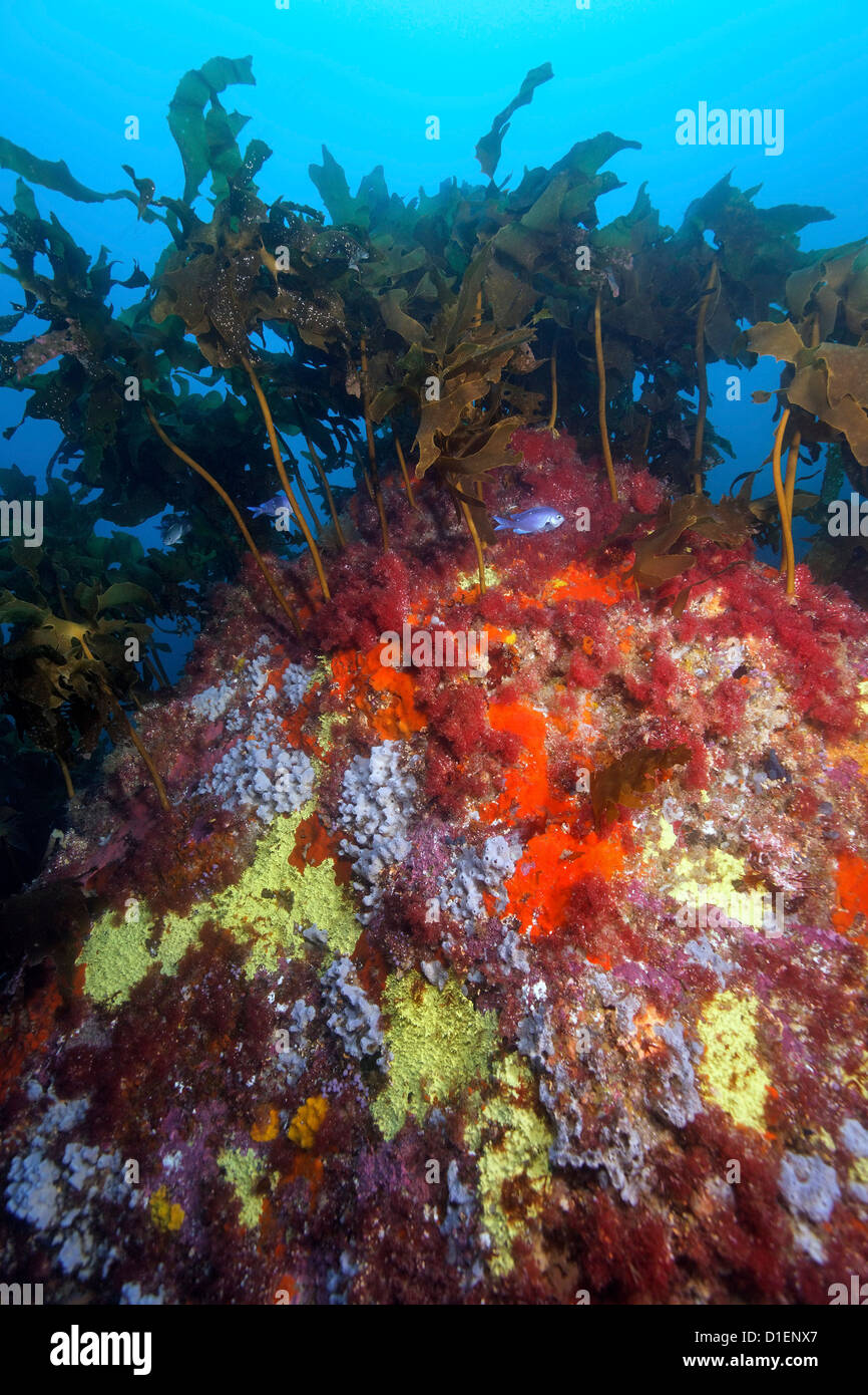 Foresta di Kelp e spugne colorate, Isola del nord, Nuova Zelanda, Oceano Pacifico, ripresa subacquea Foto Stock