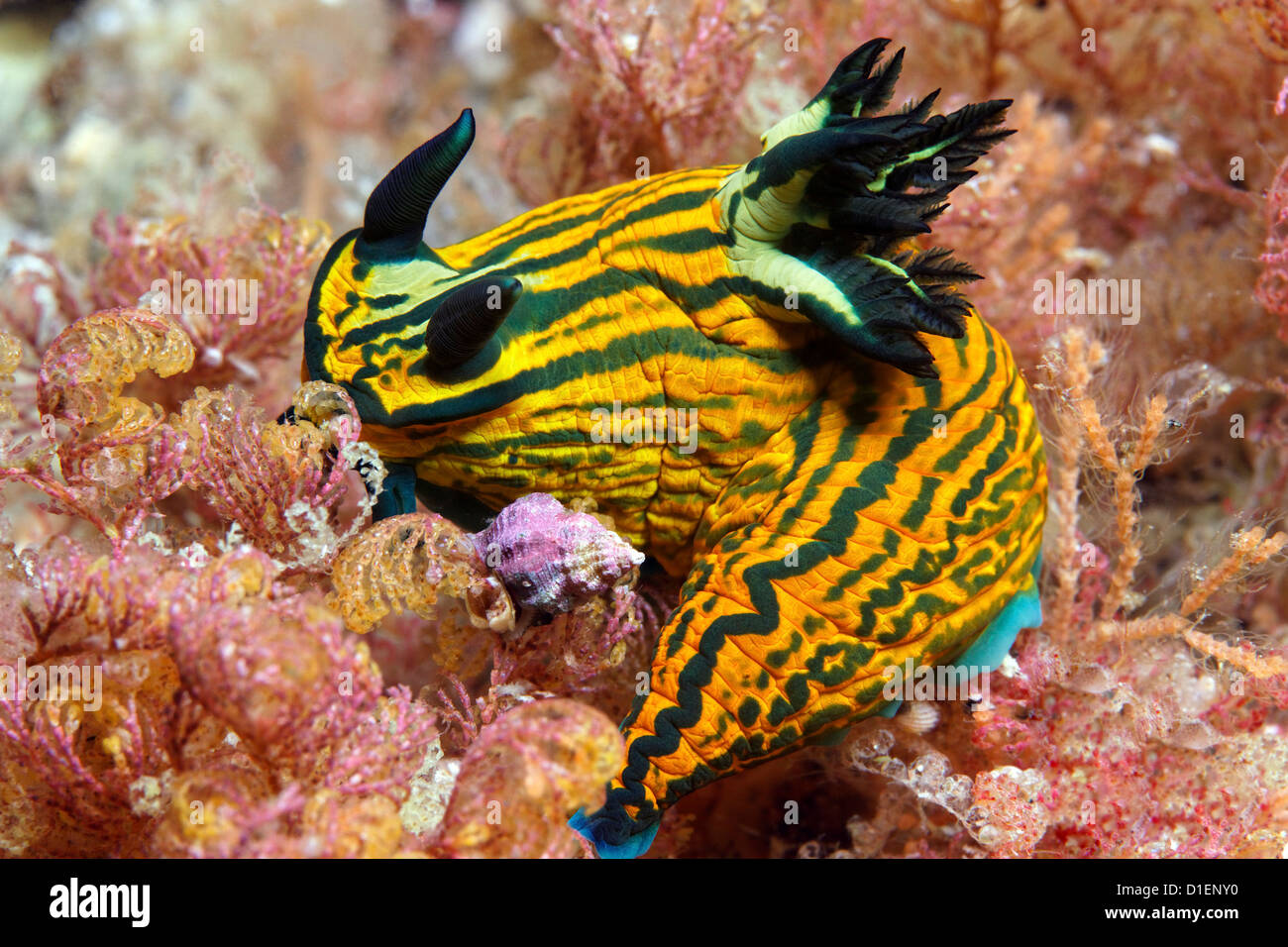 Sea slug Roboastra luteolineatai, Isola del nord, Nuova Zelanda, Oceano Pacifico, ripresa subacquea Foto Stock