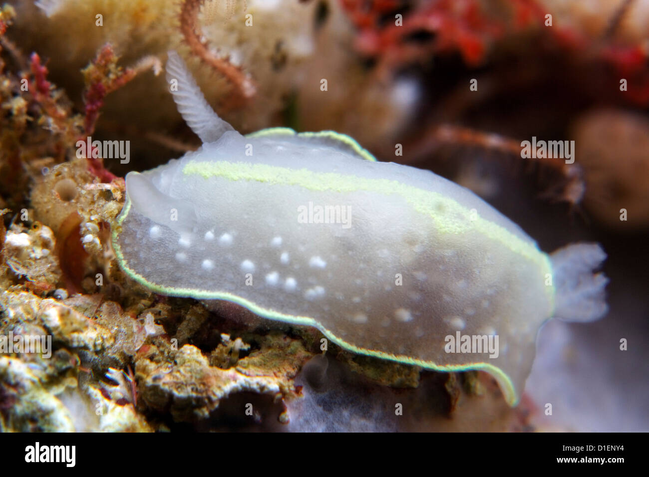 Sea slug Cadlina willani, Isola del nord, Nuova Zelanda, Oceano Pacifico, ripresa subacquea Foto Stock