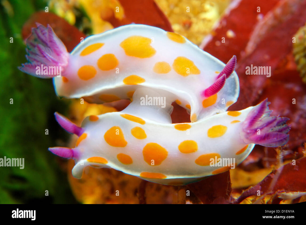 Due nudibranchi Ceratosoma ameonum coniugata, Isola del nord, Nuova Zelanda, Oceano Pacifico, ripresa subacquea Foto Stock