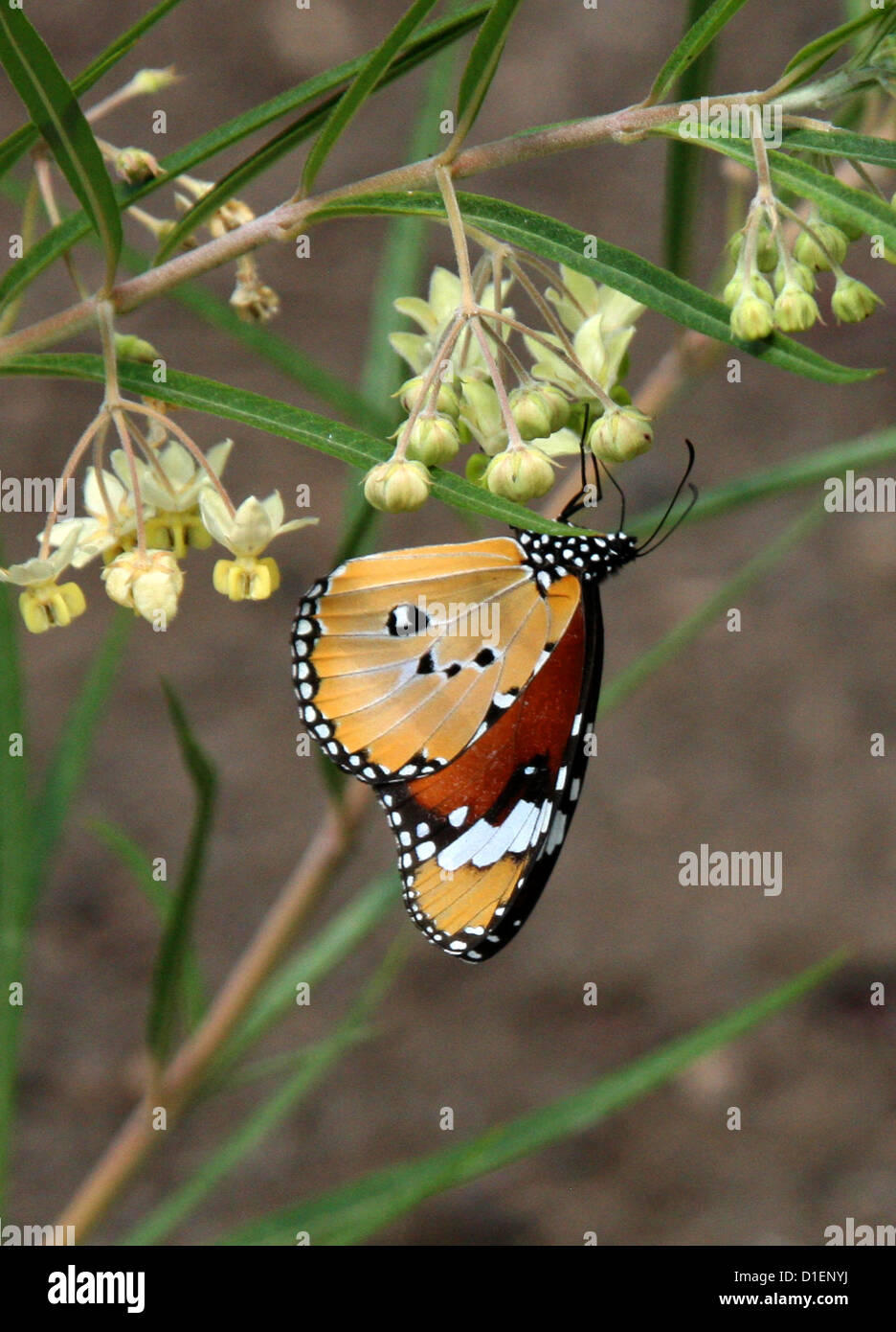 Plain Tiger Butterfly, Danaus chrysippus, Nymphalidae. Anja riserva comunitaria, Madagascar, Africa. Il palloncino di cotone fiori di Bush. Foto Stock