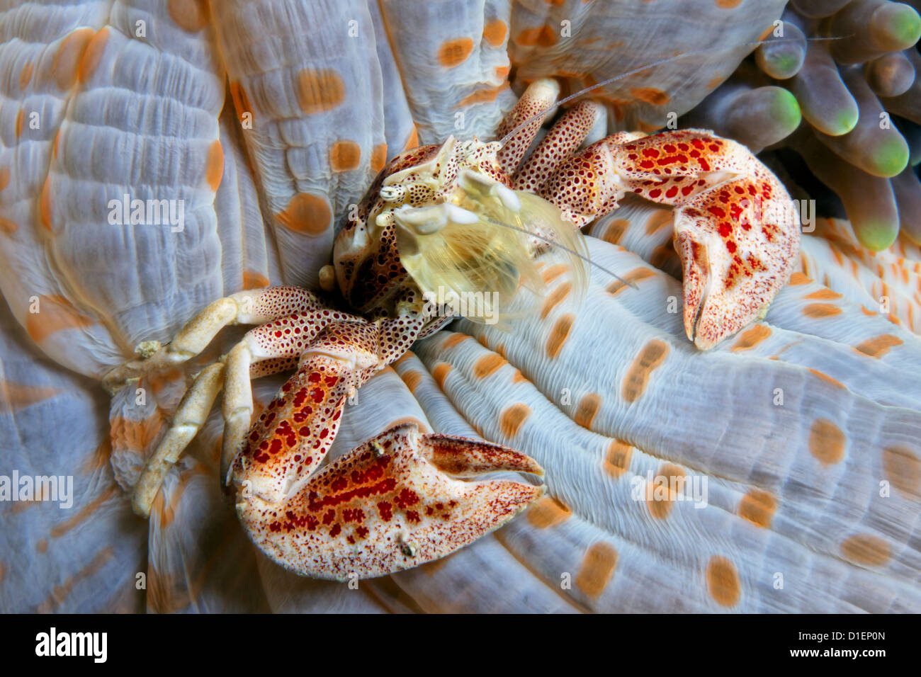 Il granchio porcellana Neopetrolisthes ohshimai in anemone, vicino a Puerto Galera, Mindoro, Filippine, Oceano Pacifico, ripresa subacquea Foto Stock