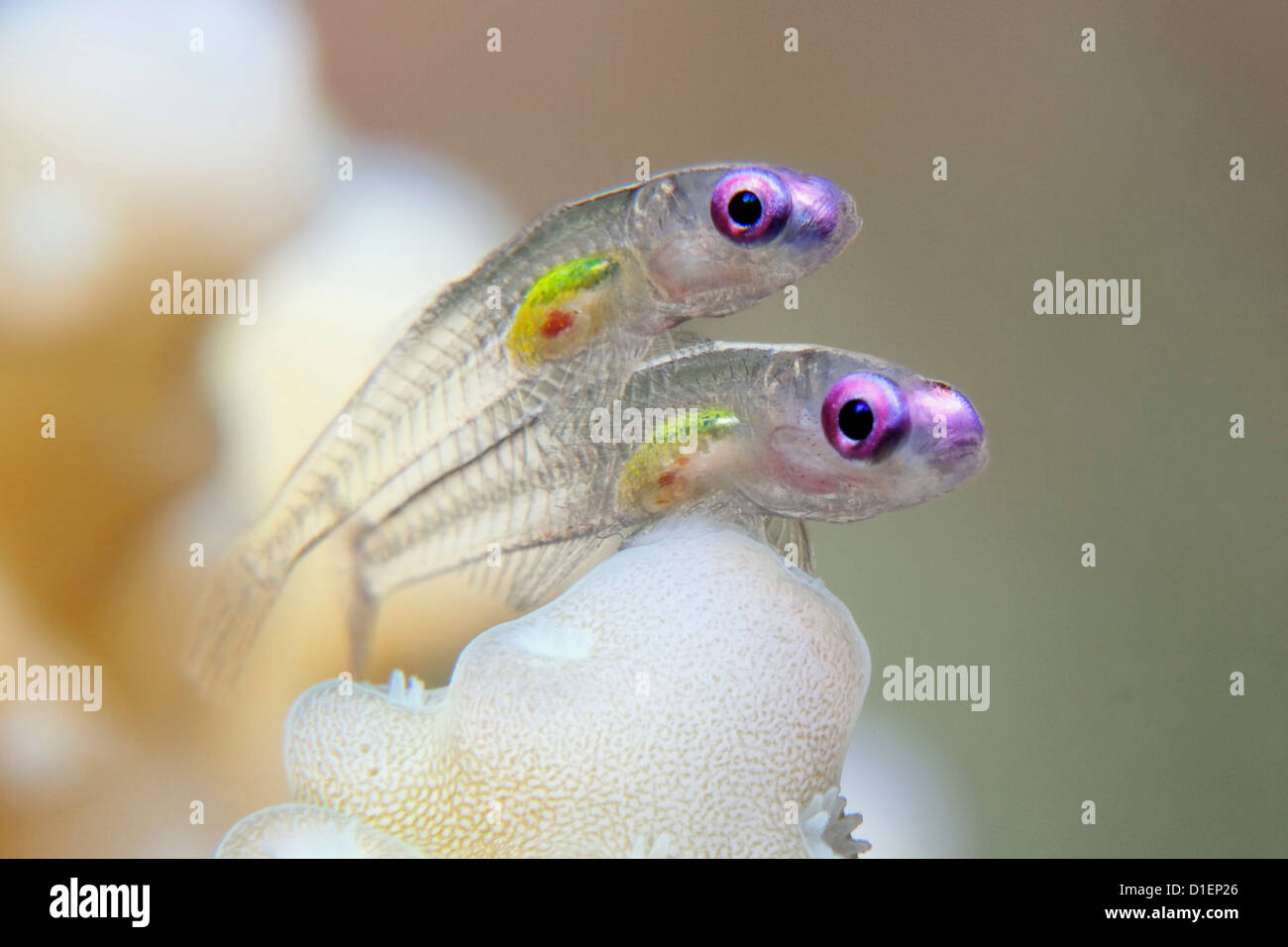 Due occhi viola dwarf ghiozzi (Bryaninops natans), Mar Rosso, Egitto, ripresa subacquea Foto Stock