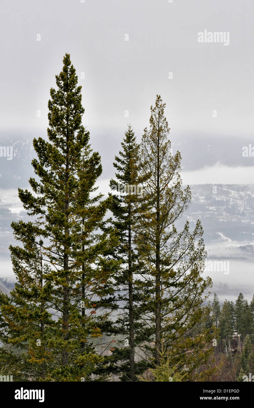 Alberi di pino affacciato sulla valle di Vernon, Vernon, British Columbia BC, Canada Foto Stock
