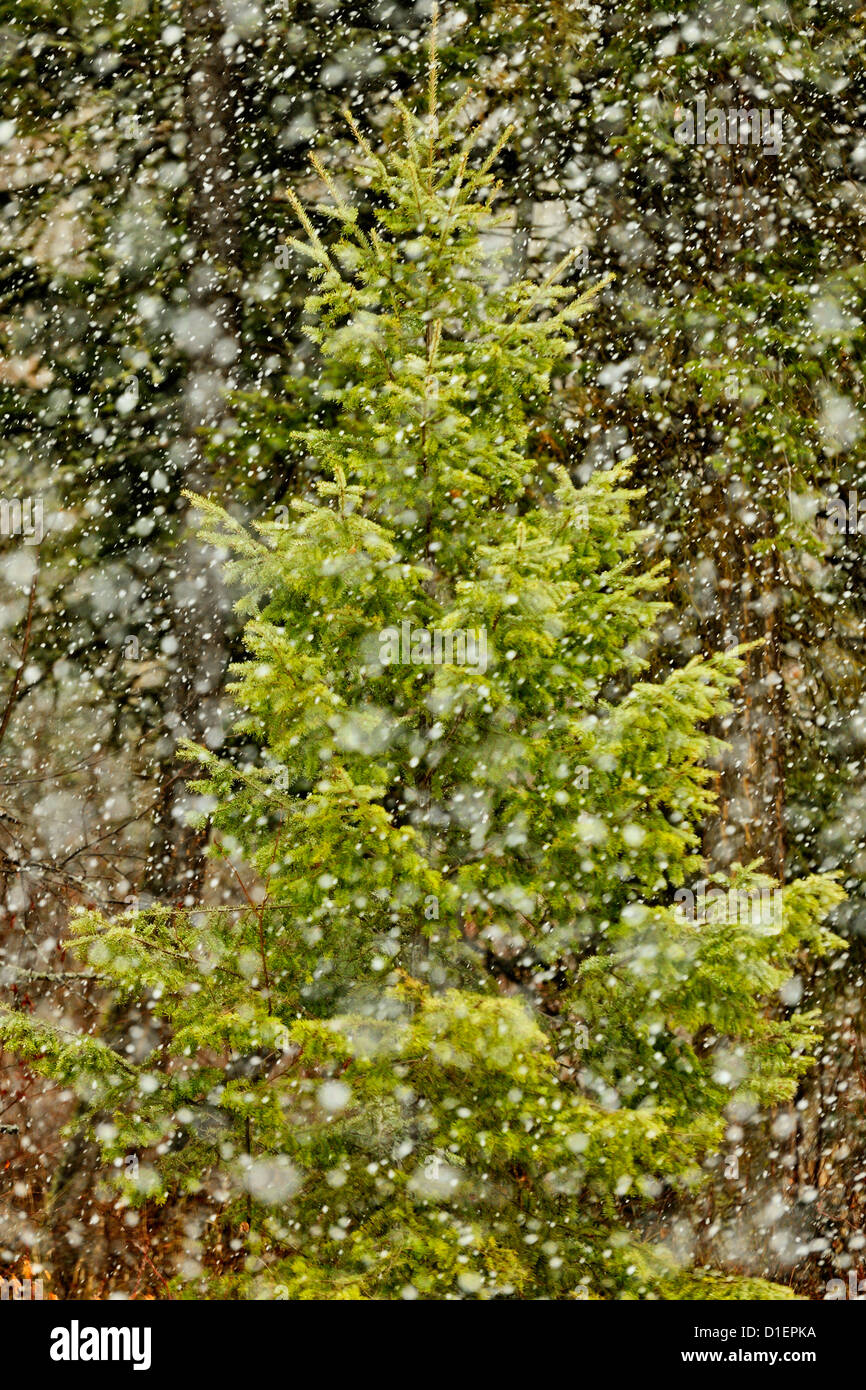 Alberi di pino in una molla tempesta di neve, Vernon, British Columbia BC, Canada Foto Stock