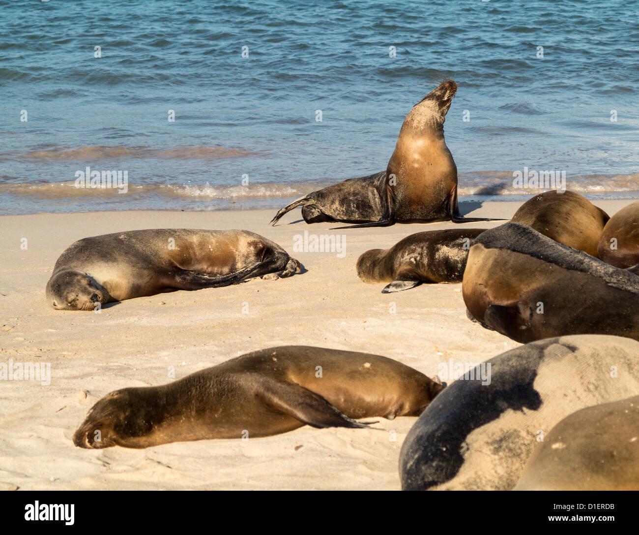 Guarnizioni di tenuta su una spiaggia in Isole Galapagos in Ecuador Foto Stock