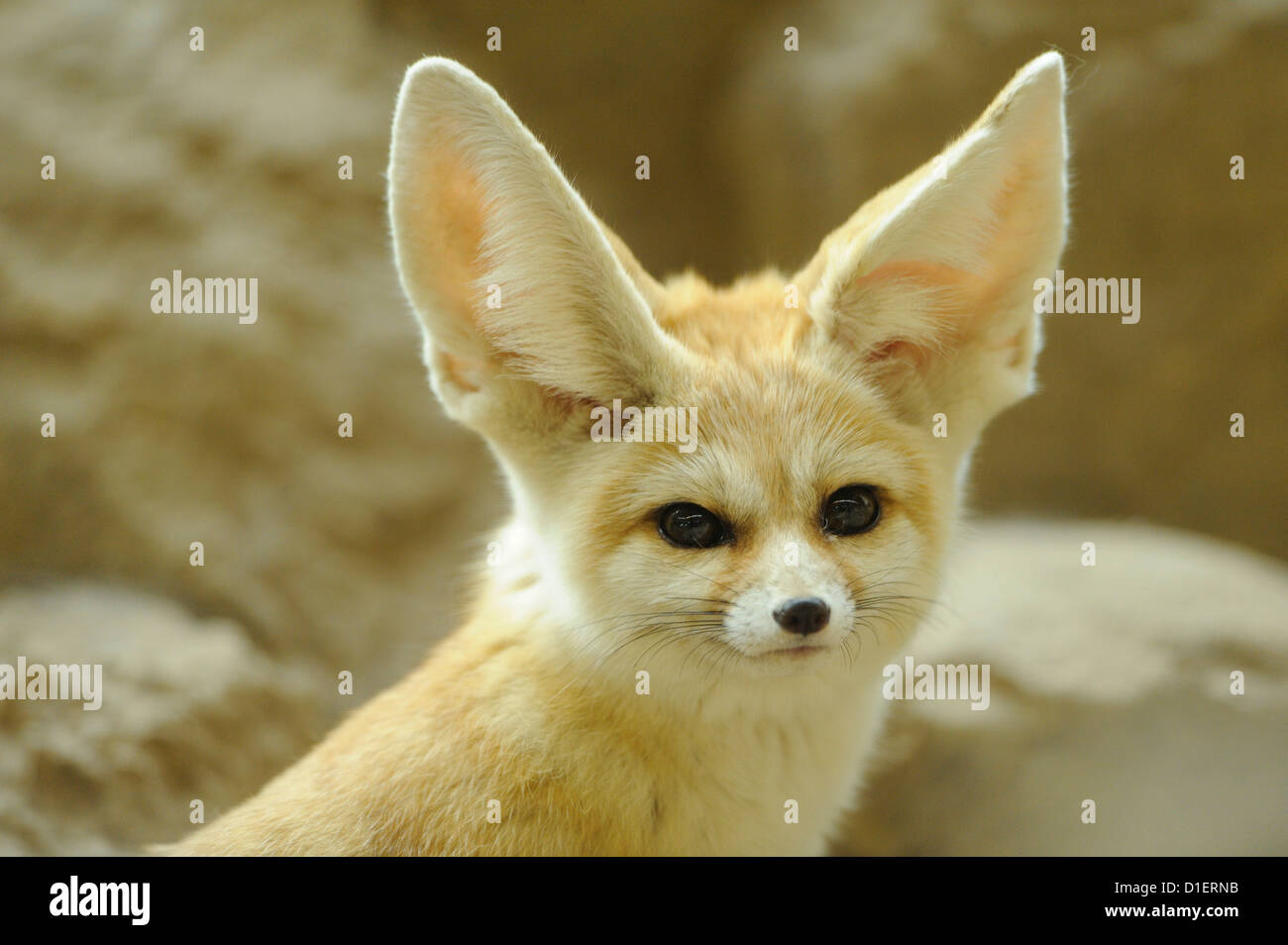 Fennec fox in Augsburg Zoo, Baviera, Germania Foto Stock