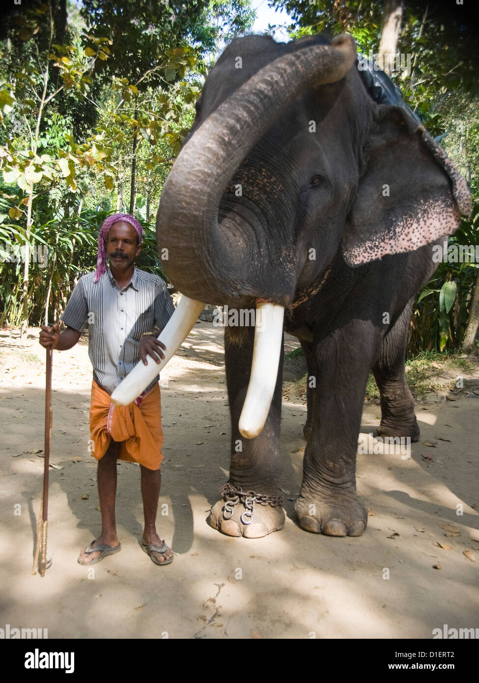 Ritratto verticale di un elefante indiano con il suo tronco e la sua mahout in piedi nella giungla. Foto Stock