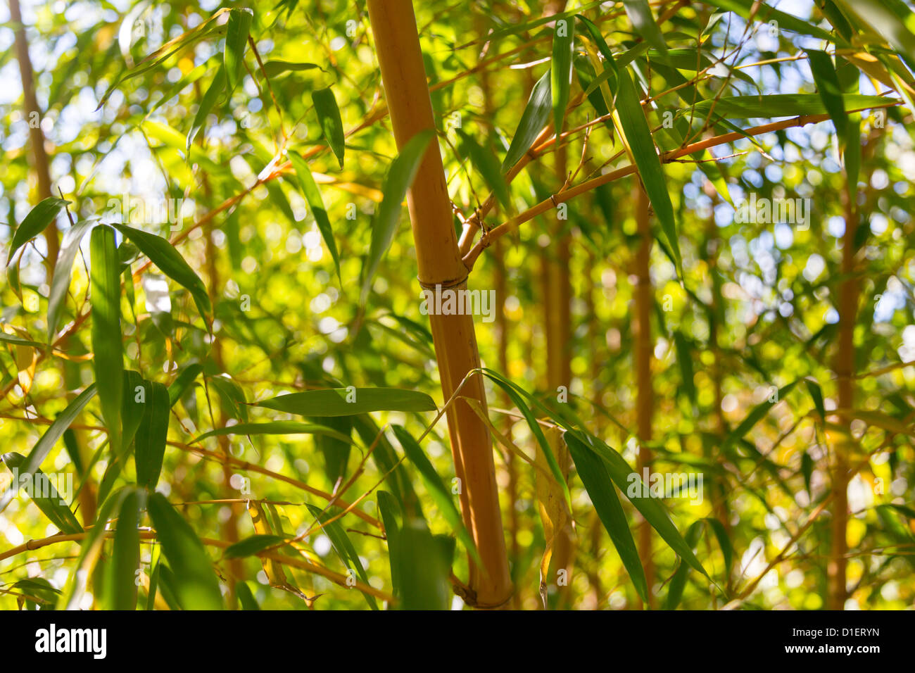 Close up di germogli di bambù e foglie in bright boschetto soleggiato con sfondo al di fuori della messa a fuoco Foto Stock