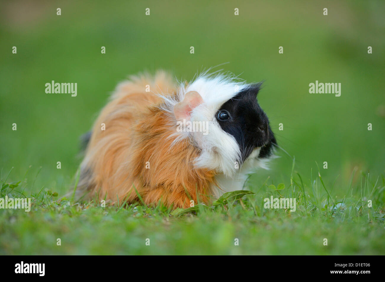 La cavia sul prato Foto Stock