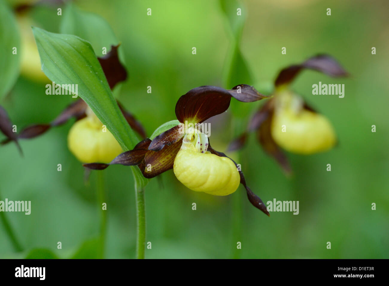 Pianella della Madonna Orchid Cypripedium calceolus, close-up Foto Stock