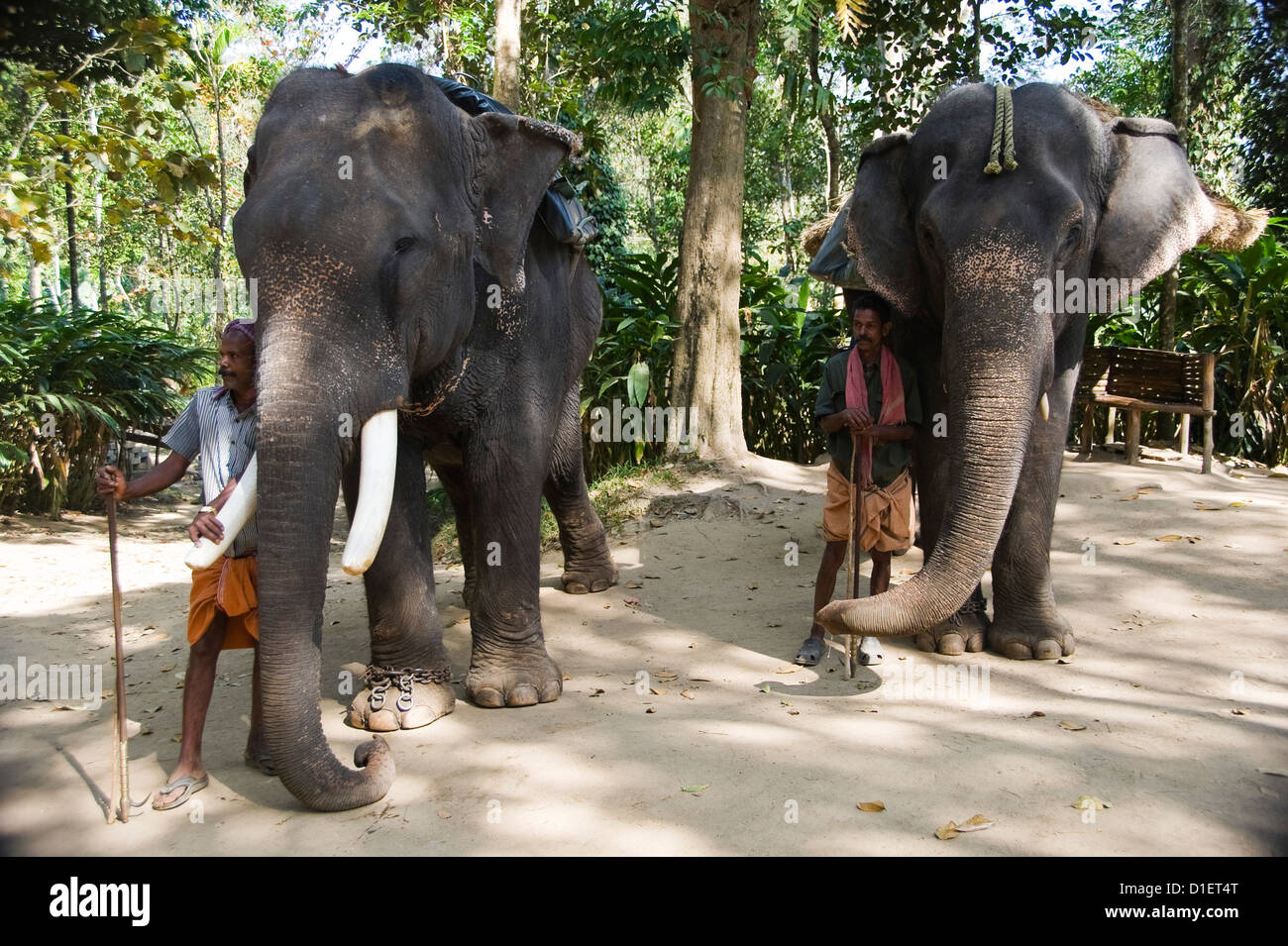 Ritratto orizzontale di elefanti indiani e i loro mahouts in piedi nella giungla. Foto Stock