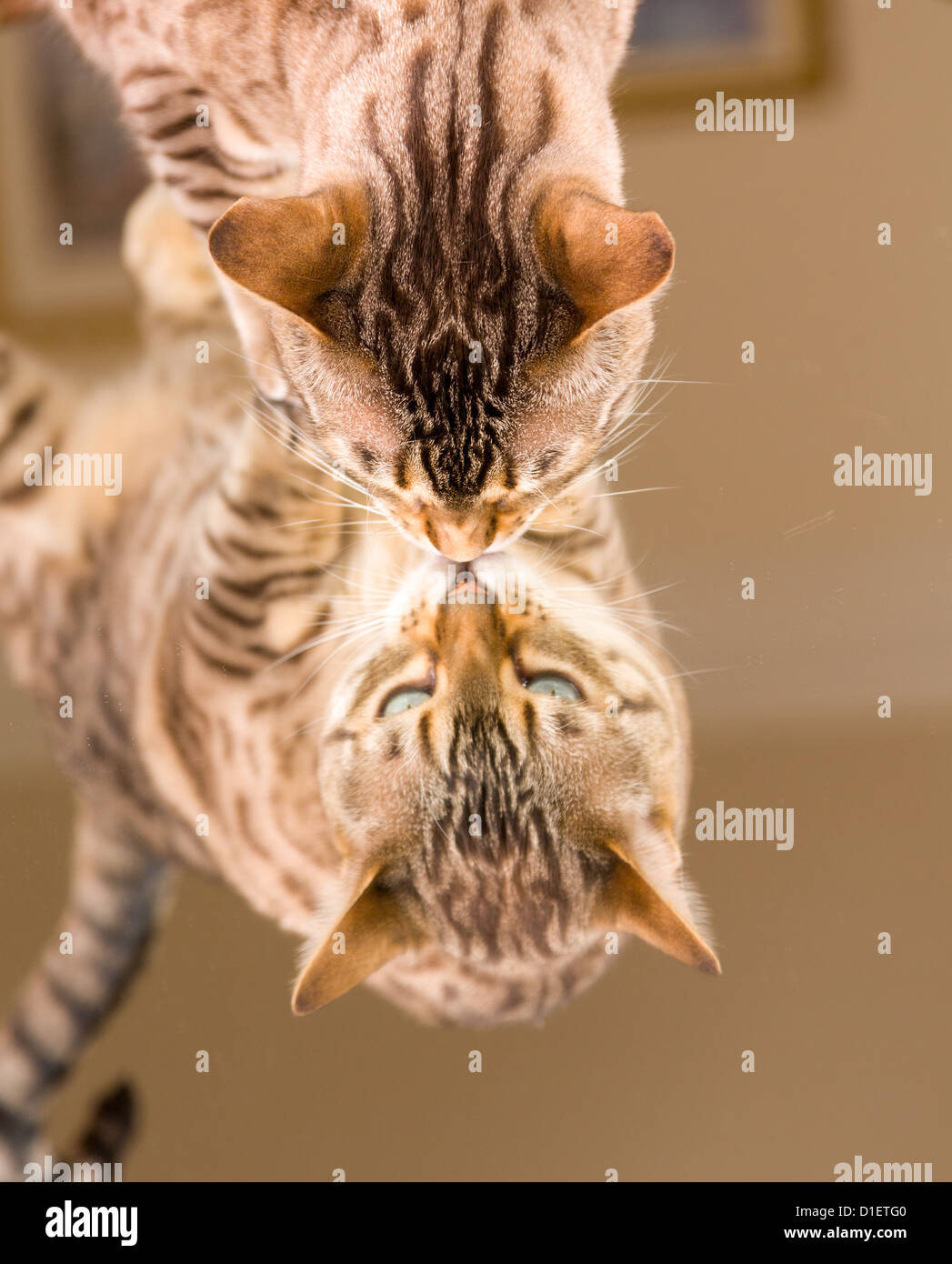 Arancione e marrone bengala Gatto gattino guardando il riflesso dello specchio Foto Stock