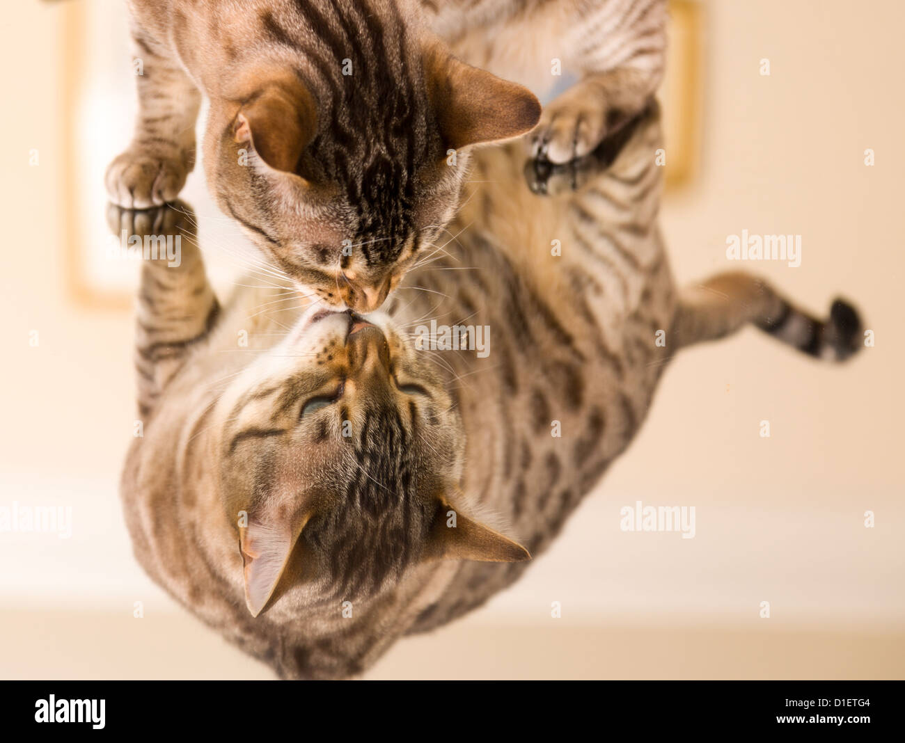 Arancione e marrone bengala Gatto gattino guardando il riflesso dello specchio Foto Stock