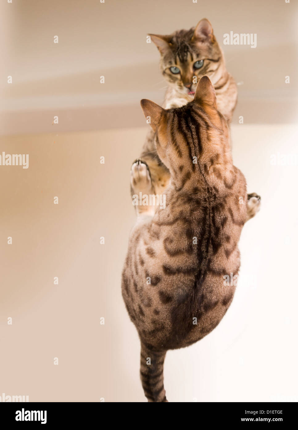 Arancione e marrone bengala Gatto gattino guardando il riflesso dello specchio Foto Stock